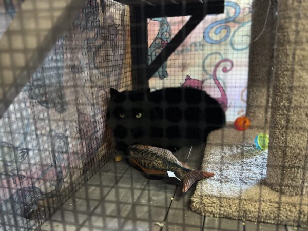 Black Cat In Cage With Fish Pillow