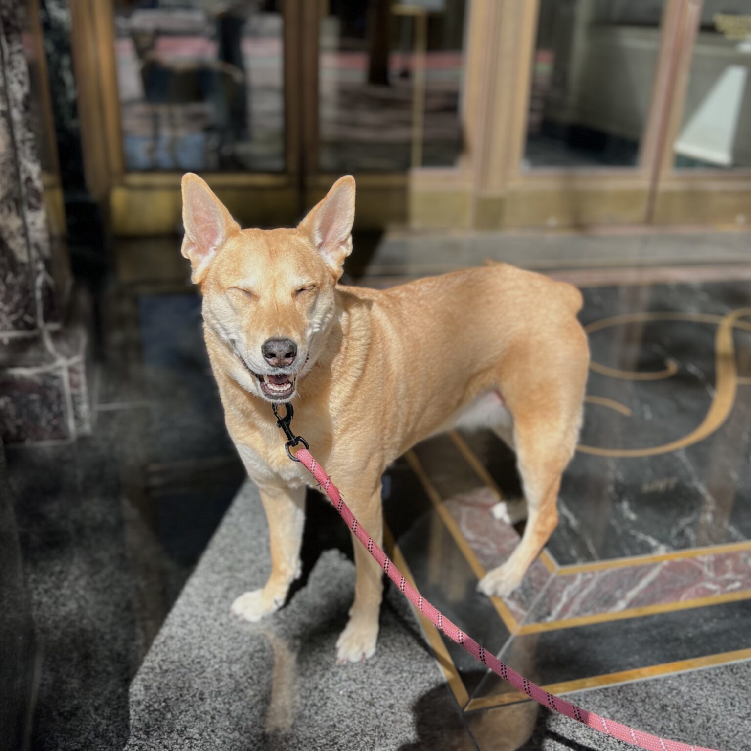 Smiling Dog That Looks A Little Like A Dingo