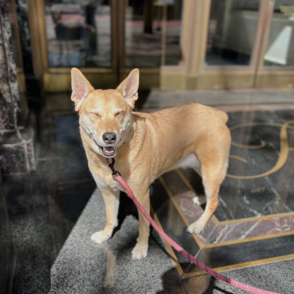 Smiling Dog That Looks A Little Like A Dingo