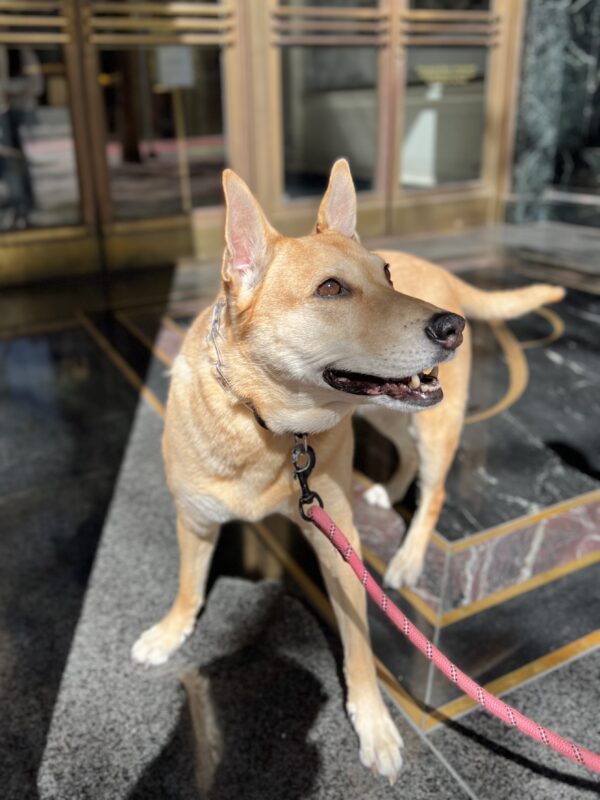 Smiling Dog That Looks A Little Like A Dingo