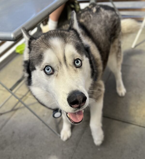 Siberian Husky With Blue Eyes And Dark Rings Around Each Eye Looking Goofy