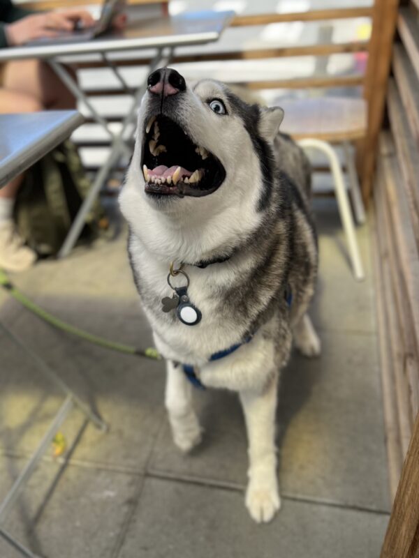 Siberian Husky With Blue Eyes And Dark Rings Around Each Eye Looking Goofy