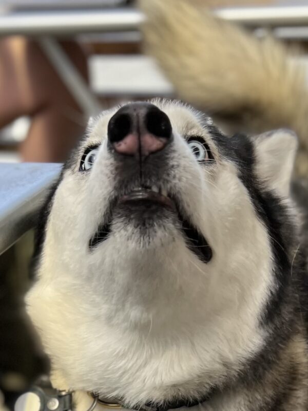 Siberian Husky With Blue Eyes And Dark Rings Around Each Eye