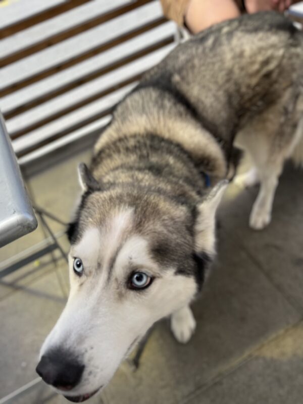 Siberian Husky With Blue Eyes And Dark Rings Around Each Eye
