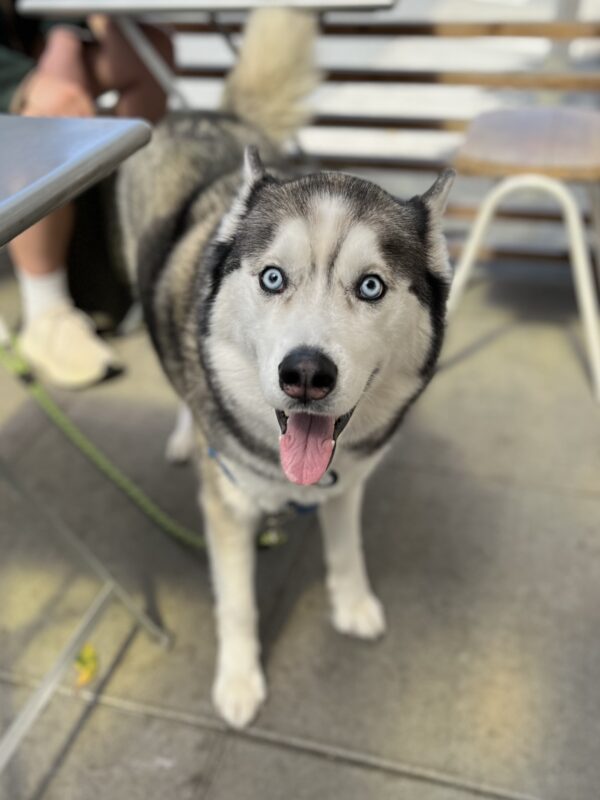 Siberian Husky With Blue Eyes And Dark Rings Around Each Eye