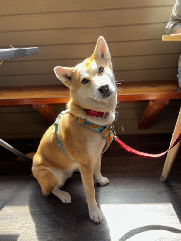Korean Jindo Tilting Her Head To One Side