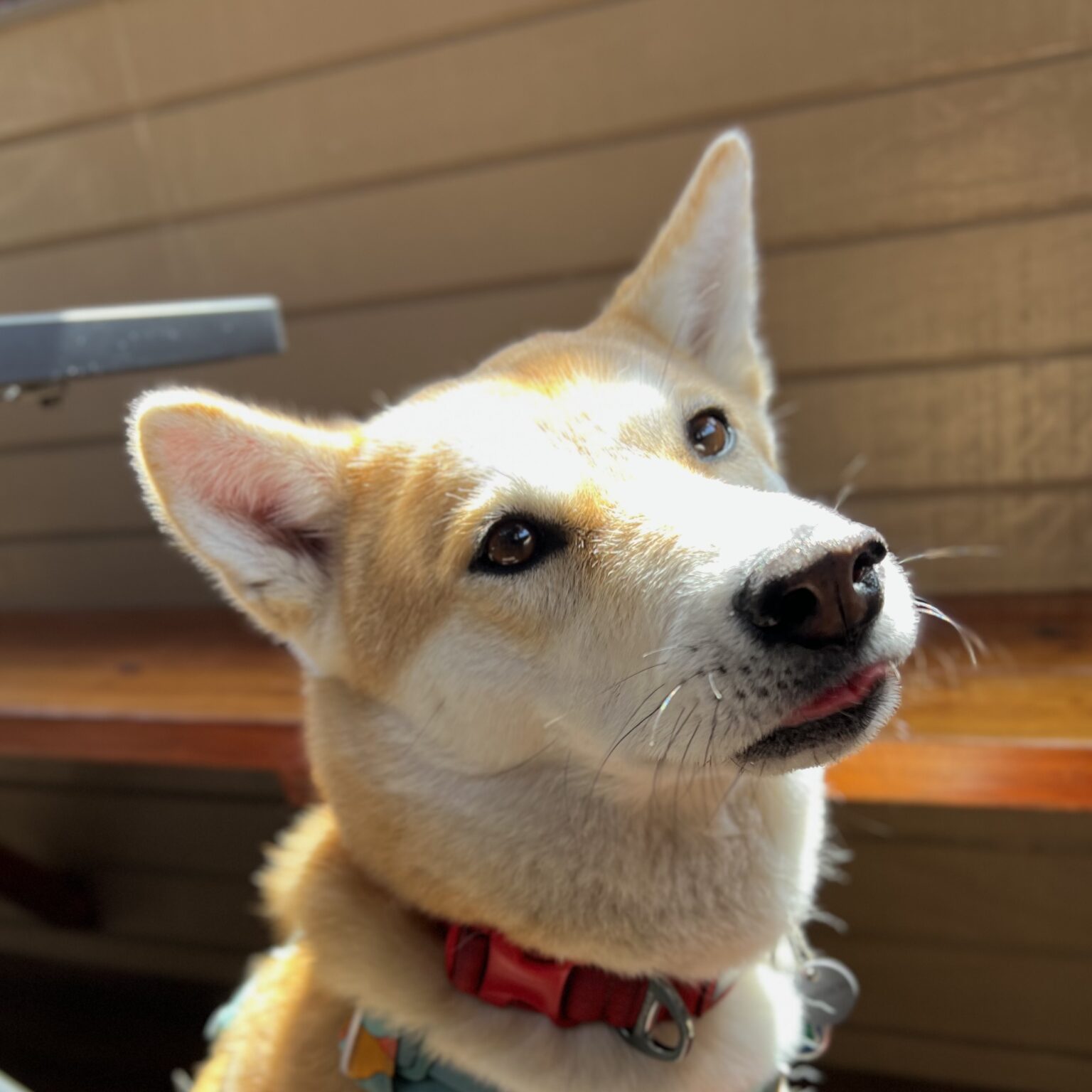 Korean Jindo Sticking Her Tongue Out Very Slightly