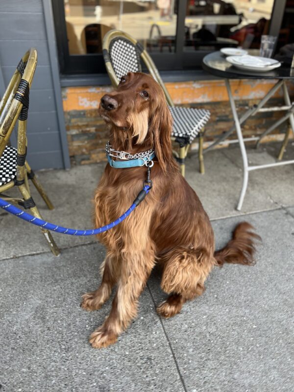 So, whatddaya think? Irish Setter With Ridiculous Sideburns