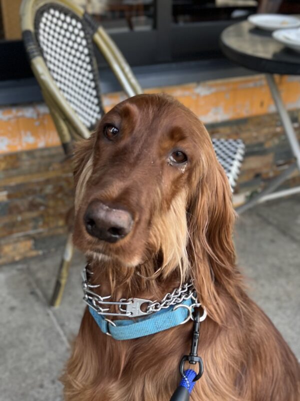 My sideburns need skritches! Hint hint. Irish Setter With Ridiculous Sideburns