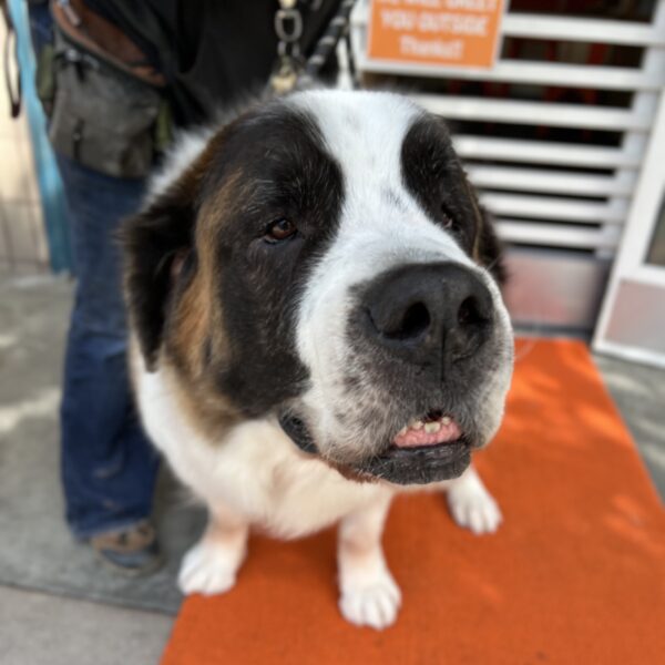I taught my dad a trick... watch! Big Goofy Looking Saint Bernard