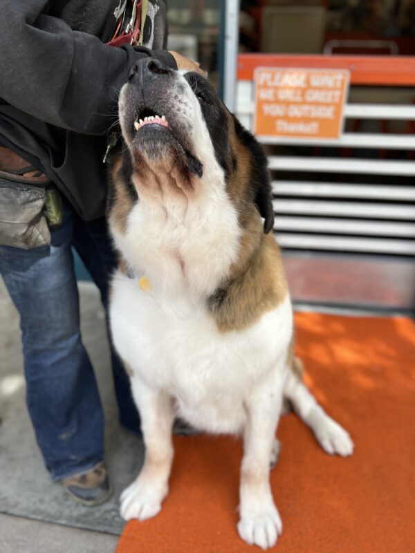 Dad... SKRITCHIES!!! (Aww yeaaaah!) Saint Bernard Getting His Head Scratched