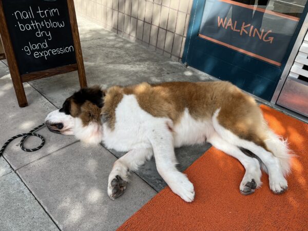 After he does his trick, I always like a little nap! Saint Bernard Lying In Front Of Grooming Parlor