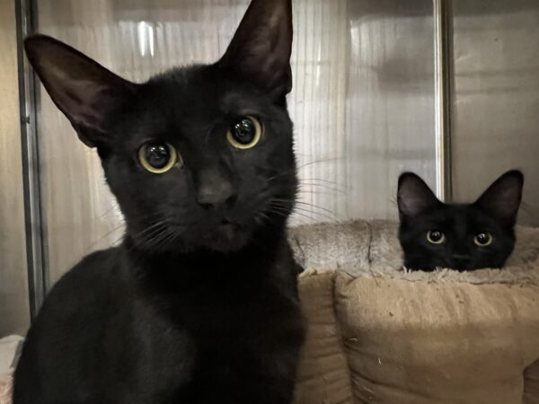 Oh. It's only you. Hmf. Two Black Cats Staring Into The Camera