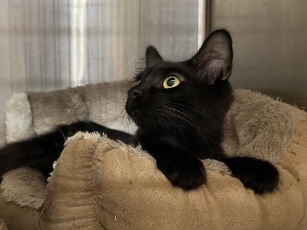 Did I hear... a potential adopt-y person?? Black Cat Looking Into Space