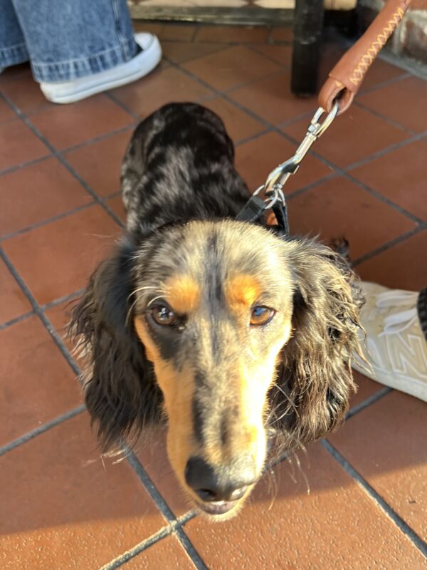 Dapple Dachshund Sticking Snoot Into Camera