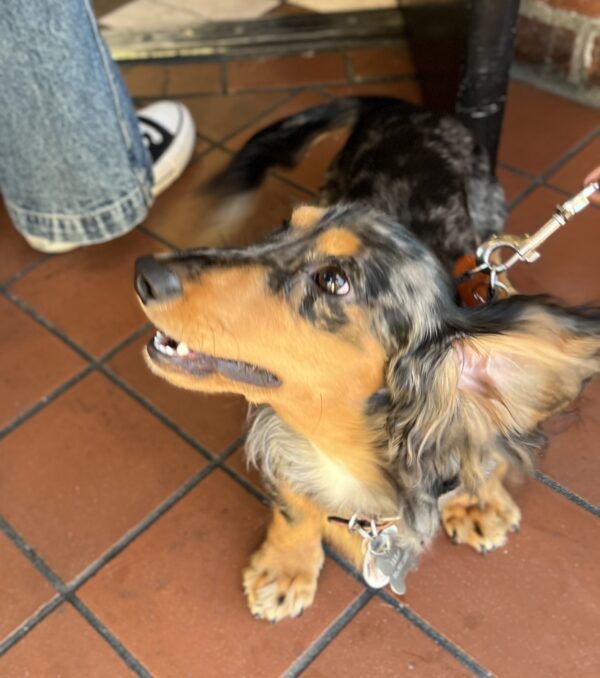 Dapple Dachshund Looking Upward