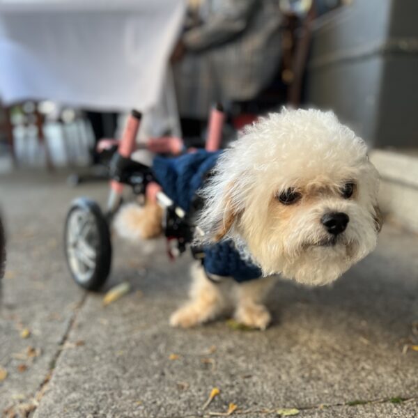 Maltese Poodle Mix With Wheels On Her Hind Legs