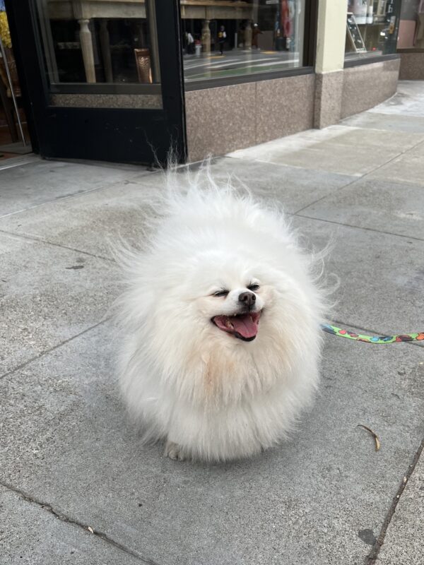 First... assume a spherical dog. Ommmm... Approximately Spherical Floofball Pomeranian