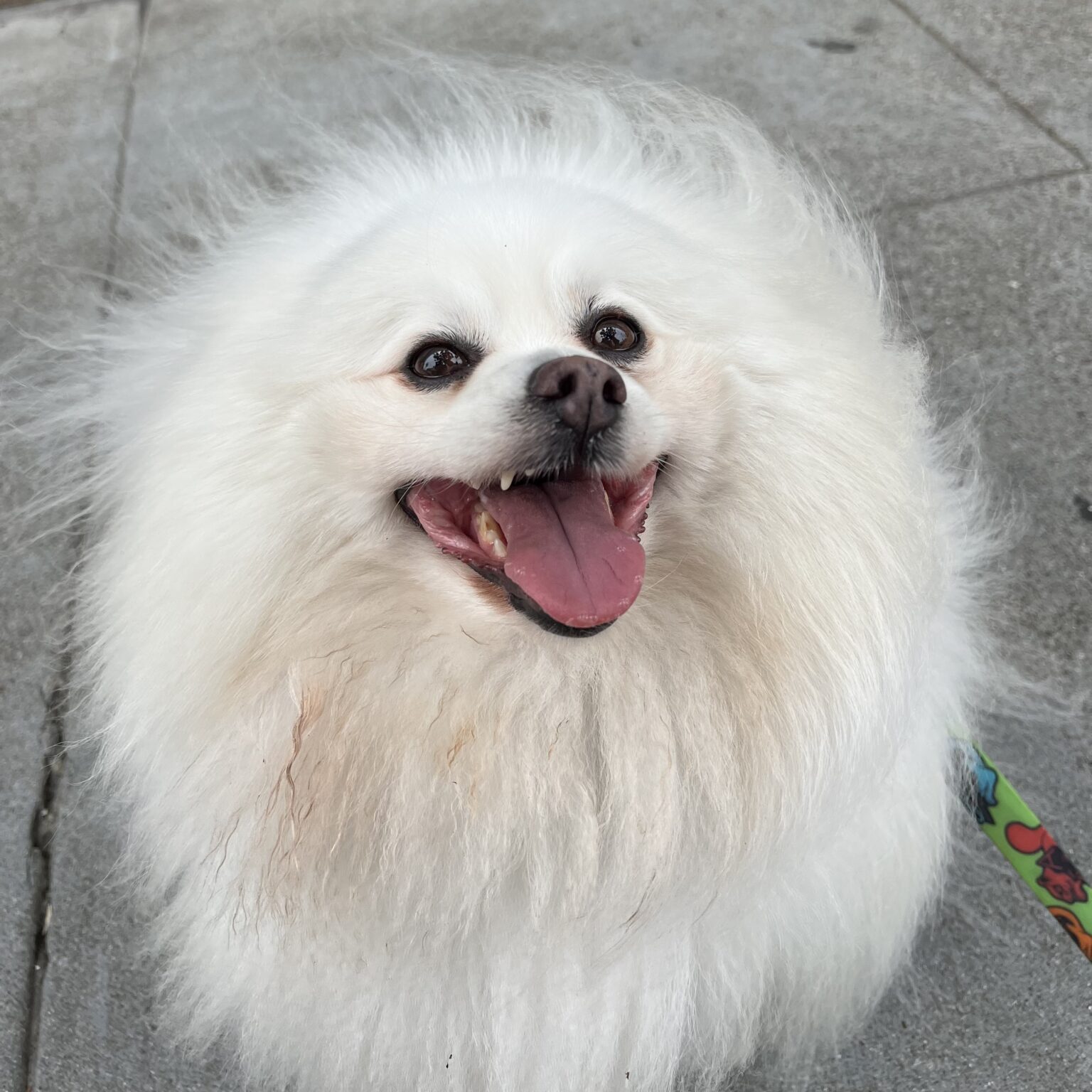 Wildly Happy Floofy Pomeranian