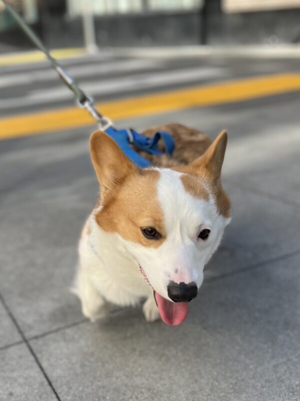 Red And White Pembroke Welsh Corgi 