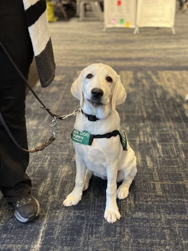 It takes a lot of training to be the BESTEST GIRL EVER! Labrador Retriever Puppy In A Trainee Guide Dog Vest