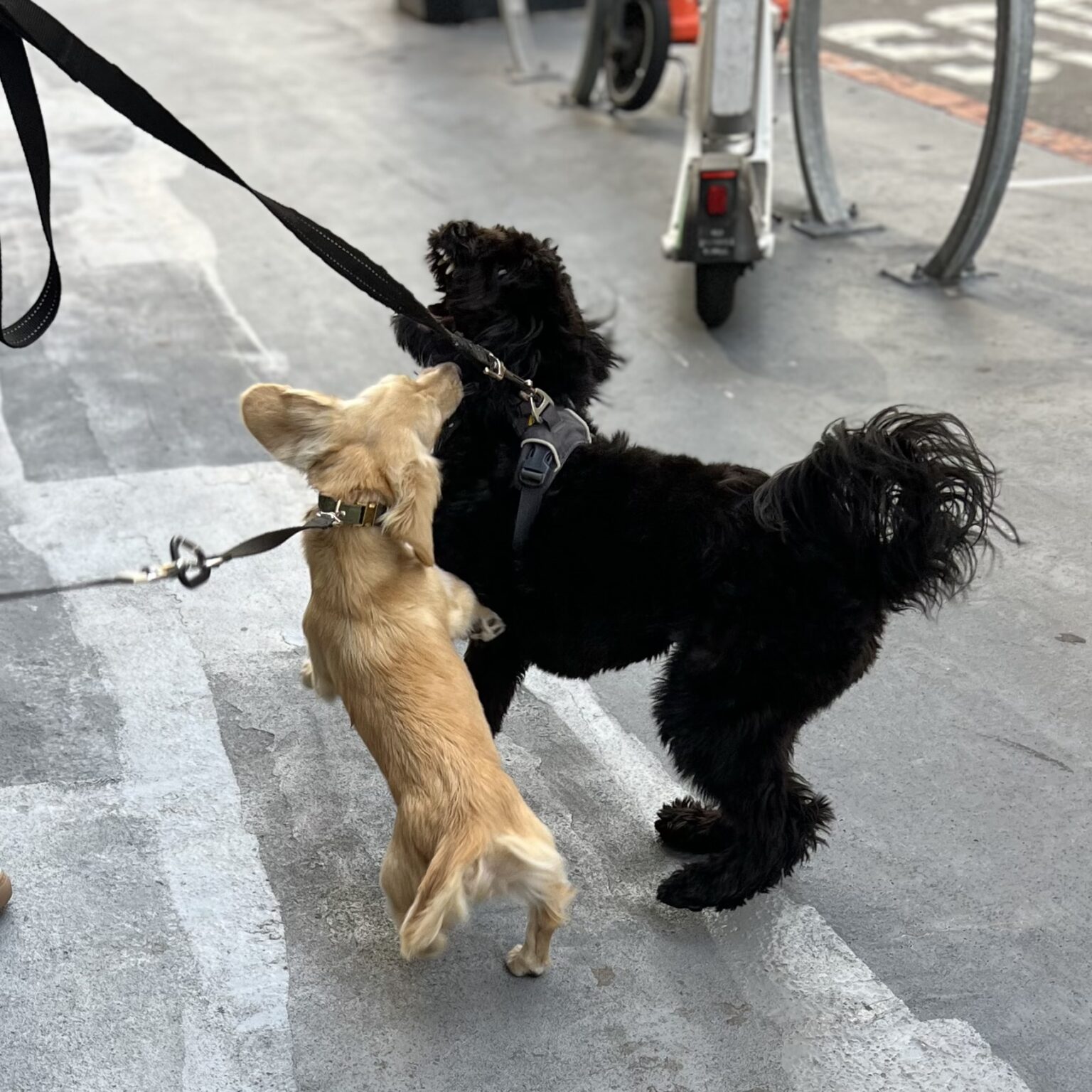 Black Cockapoo Play Fighting With Cream Mini Dachshund Puppy