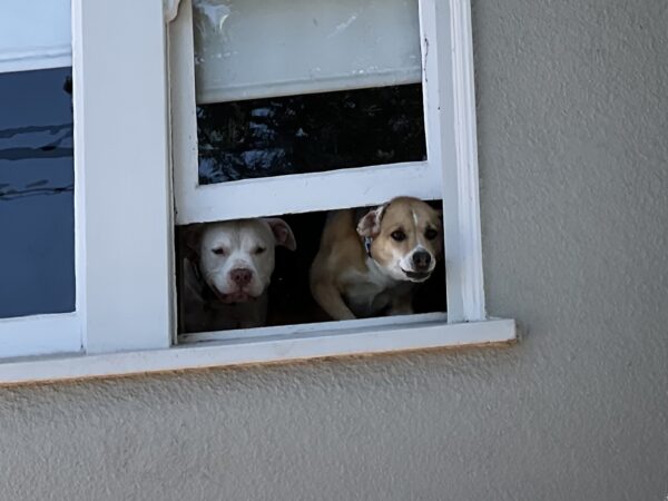Hey! Get off our lawn! Two Dogs Sticking Their Faces Out A Window