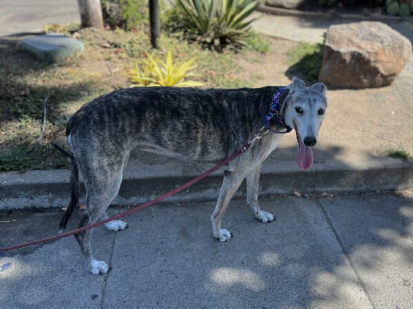 Greyhound Looking Happy