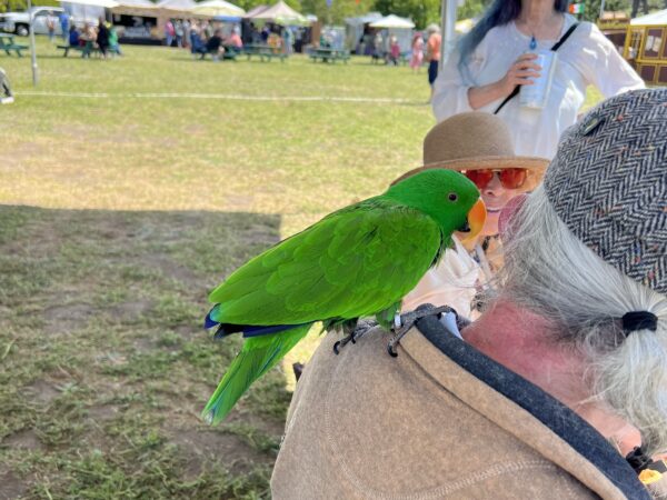 Chirp? Uh, tweet? Hmm, how about twerp? Very Green Blue-Fronted Amazon Parrot On A Man's Shoulder