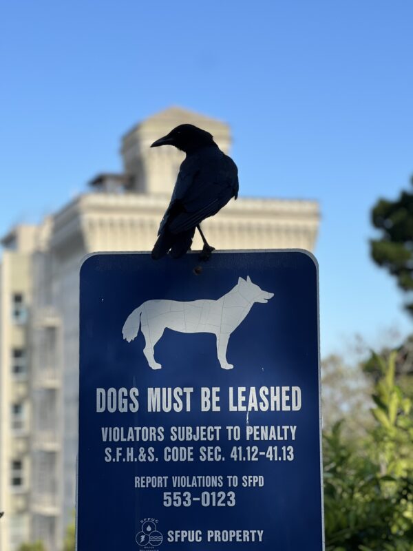 Crow Sitting Atop A Dogs Must Be Leashed Sign