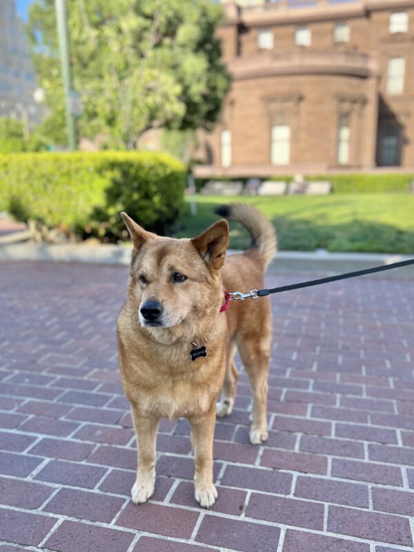 Korean Jindo Dog