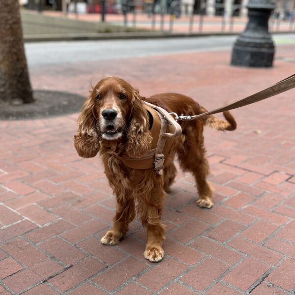English Cocker Spaniel Irish Setter Mix