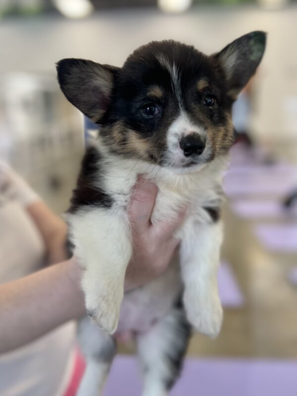 Pembroke Welsh Corgi Puppy Being Held Up For The Camera