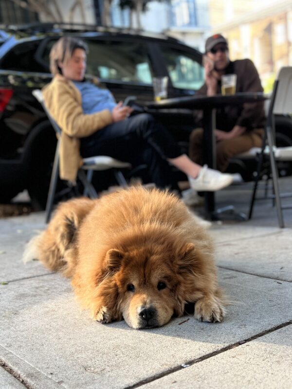 Chow Lying Down And Looking Bored At A Sidewalk Cafe