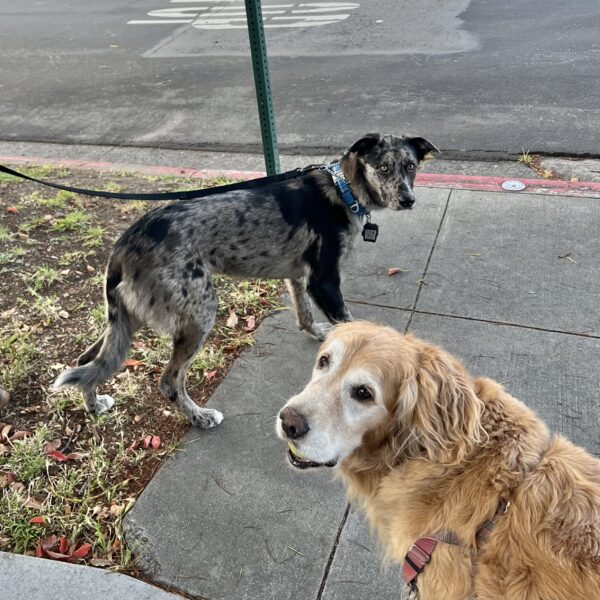 Him? Aw, he's okay. Don't let the funny-looking head fool you. Sometimes he even gives me treats! Golden Retriever With Dappled Australian Shepherd German Shepherd Mix