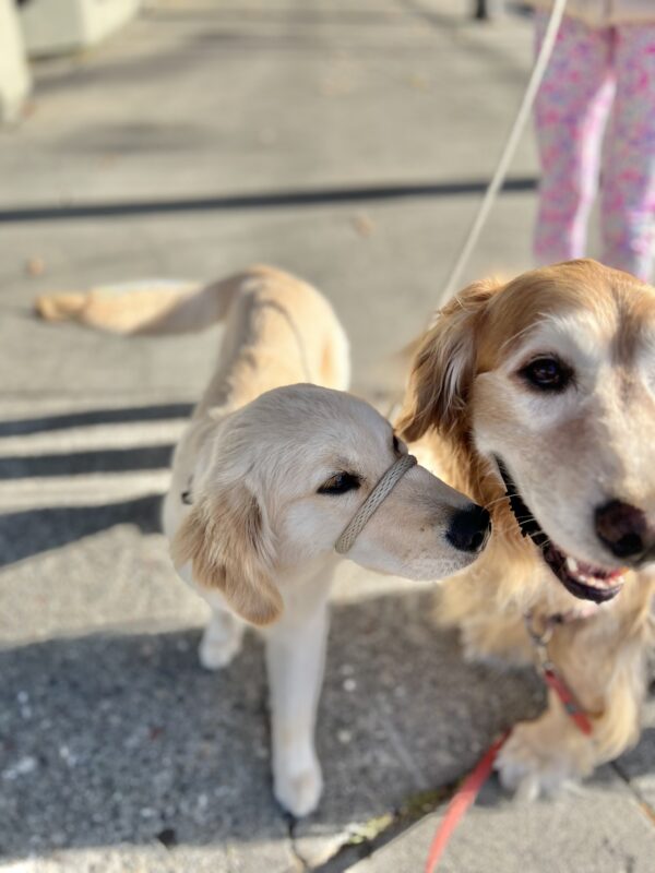 Golden Retriever And Puppy