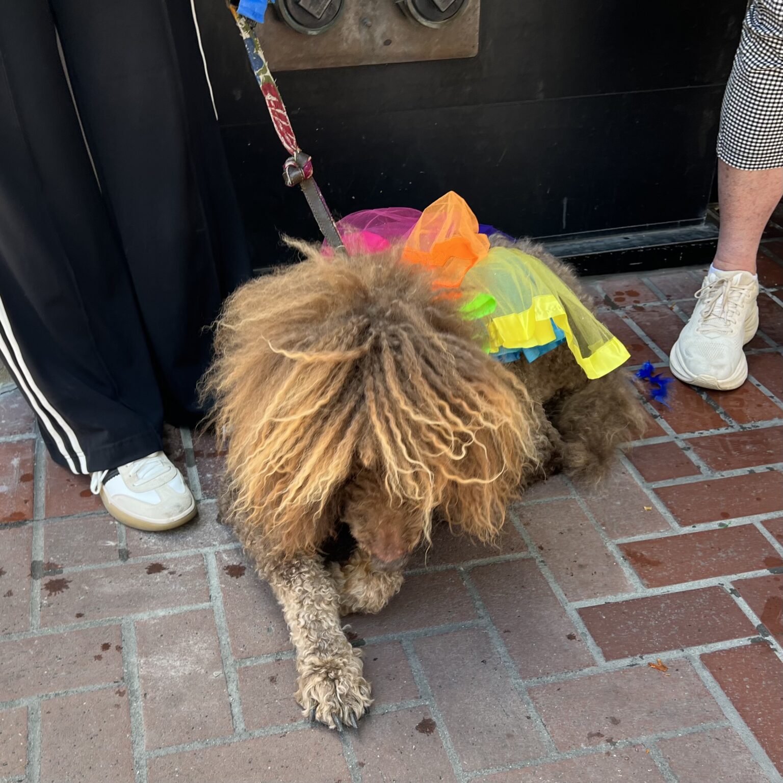 Dog With Ridiculous Head Fur And Short Fur Everywhere Else