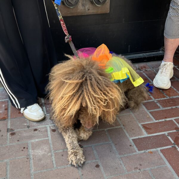 Hmm... Dog With Ridiculous Head Fur And Short Fur Everywhere Else