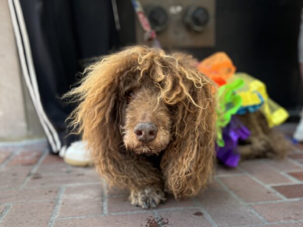 What? Did you call me a care bear? Dog With Ridiculous Head Fur And Short Fur Everywhere Else