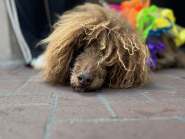 Hair bear? You know, that DOES make you old... Dog With Ridiculous Head Fur And Short Fur Everywhere Else