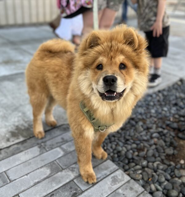 Chow With Lion Cut
