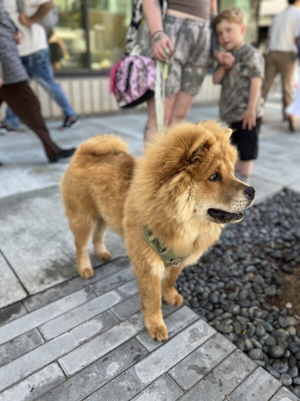 Chow With Lion Cut