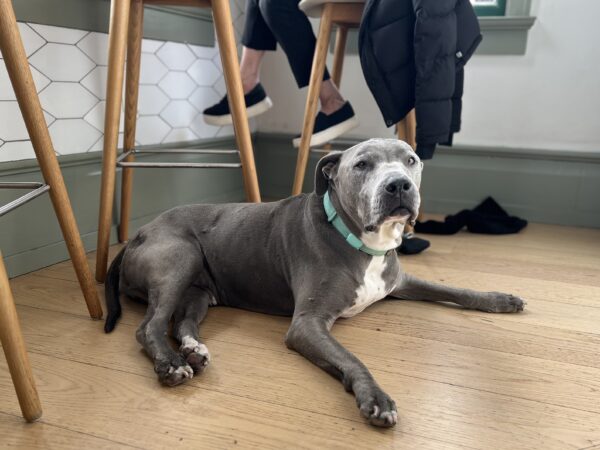 It's okay to be sad! I'm sad too. American Staffordshire Terrier Mix Lying On The Floor