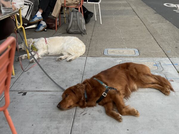 Wake me when mom shares her lunch, willya? Two Golden Retrievers Lying On The Sidewalk