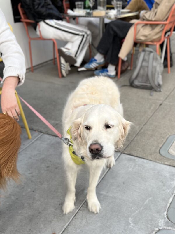 Aw c'mon man don't give up so easy! English Cream Golden Retriever Looking Dubious