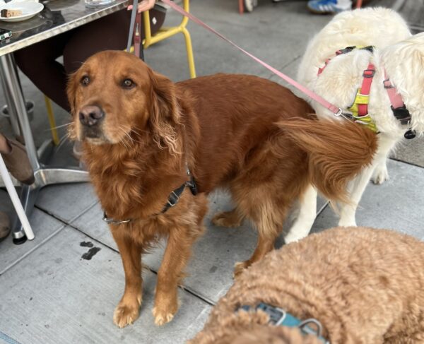 Hello I wonder if you have heard about man's best friend? Red Golden Retriever Looking At Camera Surrounded By Two Other Dogs
