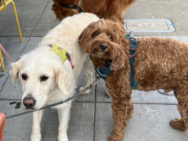 Yeah! Look! This is how ya do it. Labradoodle And English Cream Golden Retriever