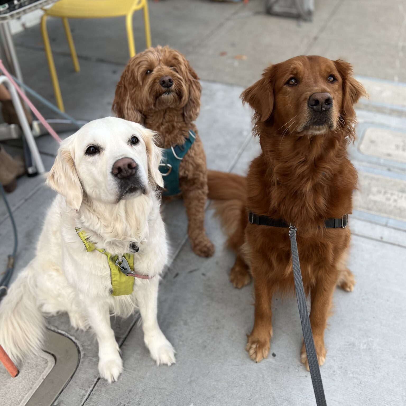 Two Golden Retrievers And A Labradoodle Looking At The Camera