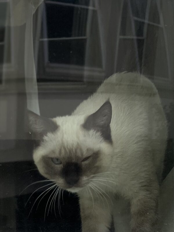Siamese Cat In A Window