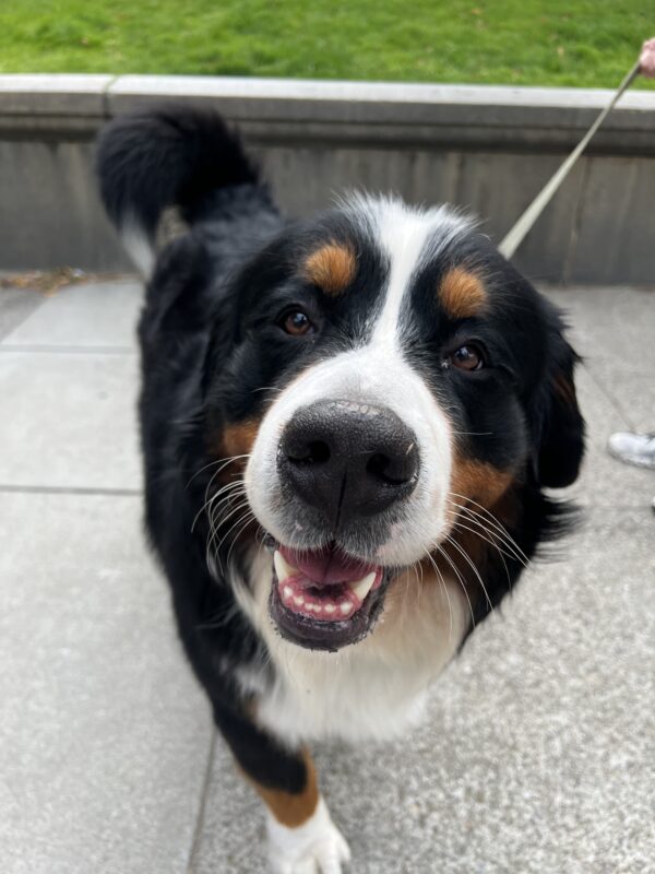 Waddaya think, will it take 'em by storm? Happy Bernese Mountain Dog Looking Into The Camera